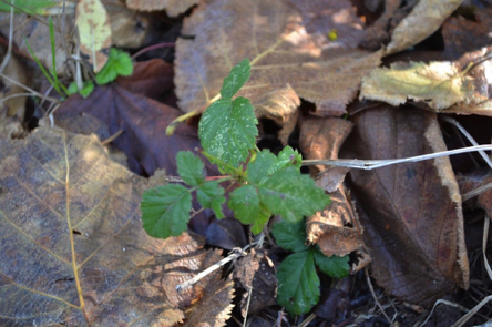 Poison Oak plant in bushes on the trail – green in spring/summer – red in fall – do not touch